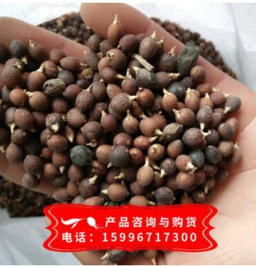 批發老人葵種子 華盛頓棕櫚種子 價格從優 量大優惠