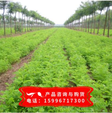 基地批發紫穗槐樹苗 紫穗槐苗 紫穗槐 根系發達易成活 苗圃基地