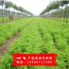 基地批發紫穗槐樹苗 紫穗槐苗 紫穗槐 根系發達易成活 苗圃基地