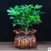 七葉蓮八方來財鴨腳木幸福樹苗盆栽四季常青辦公室內外花卉綠植物