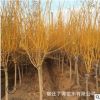 苗圃供應金枝槐 黃金槐 黃槐 槐樹 金枝國槐 綠化工程量大從優