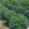 了得苗木基地直銷衛矛球 衛矛球價格 工程綠化灌木衛矛球批發