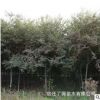 批發優質櫸樹行道樹綠化工程紅櫸樹 街道庭院別墅花園遮蔭易成活