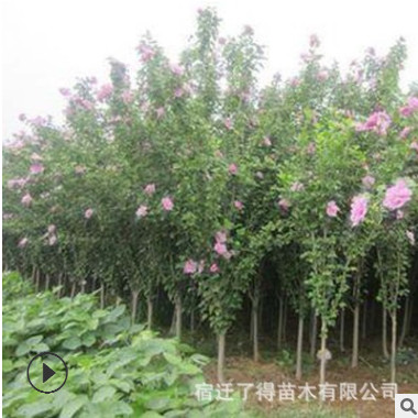 基地直銷木槿苗 木槿樹(shù)苗 量大優(yōu)惠 叢生木槿 質(zhì)優(yōu)價(jià)廉 規(guī)格齊全