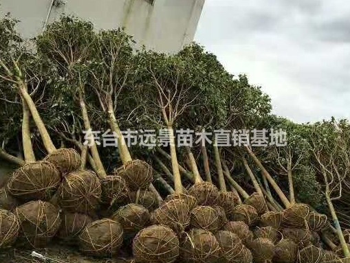 垂絲海棠批發(fā)西府海棠樹(shù)海棠貼梗海棠樹(shù)現(xiàn)貨基地直銷價(jià)