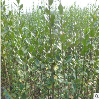 叢生北海道黃楊批發(fā) 綠籬植物護(hù)坡綠化工程苗 北海道黃楊小苗直銷