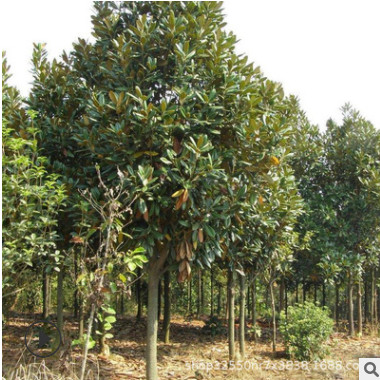 廣玉蘭 庭院植物玉蘭苗 廣玉蘭苗 庭院花卉苗木玉蘭樹(shù)苗