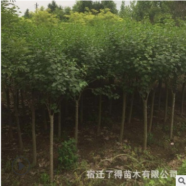 苗圃直銷嫁接紫丁香樹(shù)苗 爆馬丁香綠化工程苗 庭院花園開(kāi)花盆栽苗