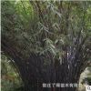 批發紫竹 紫竹小竹 紫竹工程綠化竹子 毛竹齊全量大優惠