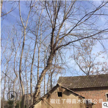 園林綠化苗木皂角樹(shù) 低價(jià)特惠直銷皂角樹(shù) 山東皂角樹(shù)批發(fā)