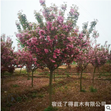 苗圃直銷櫻花樹(shù)苗庭院別墅花園大樹(shù)櫻花室內(nèi)盆栽耐寒花樹(shù)早櫻晚櫻