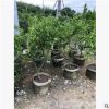 廣東潮汕茶枝柑。果樹出售。亭內(nèi)設(shè)計(jì)。園林景觀。價(jià)格優(yōu)勢(shì)