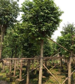 揭陽市政樹。陰香袋苗基地直銷。產(chǎn)地批發(fā)價(jià)格。園林?jǐn)[設(shè)。免費(fèi)報(bào)