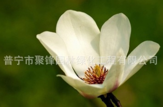 白玉蘭產(chǎn)地 普寧白玉蘭基地。廣東白玉蘭價(jià)格。廣州白玉蘭小