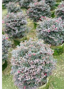 揭陽紅花繼木球基地。普寧灌木球類基地。紅花繼木產(chǎn)地。海量批發(fā)