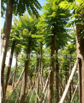 普寧麻楝假植苗基地。中山麻楝產(chǎn)地。12-16公分價(jià)格?；剞r(nóng)戶價(jià)