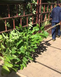 揭陽5至6分大葉紫薇價(jià)格。產(chǎn)地直銷?；嘏l(fā)價(jià)格。免費(fèi)報(bào)價(jià)。質(zhì)