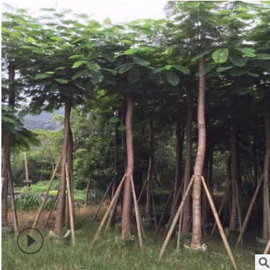 大量批發(fā)A貨光桿鳳凰木15公分園林景觀工程供應(yīng)規(guī)格齊全鳳凰木