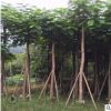 大量批發(fā)A貨光桿鳳凰木15公分園林景觀工程供應(yīng)規(guī)格齊全鳳凰木