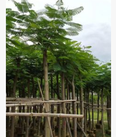 供應(yīng)優(yōu)質(zhì)精品A貨光桿鳳凰木8公分園林綠化行道風(fēng)景樹規(guī)格齊全批發(fā)