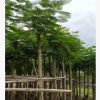 供應(yīng)優(yōu)質(zhì)精品A貨光桿鳳凰木8公分園林綠化行道風(fēng)景樹規(guī)格齊全批發(fā)