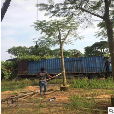 批發(fā)A貨骨架鳳凰木樹20公分園林景觀工程供應(yīng)規(guī)格齊全鳳凰木直銷