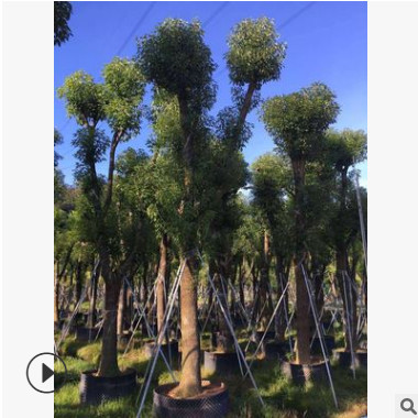 常綠喬木本基地供應(yīng)鳳凰木樹苗各種規(guī)格喬木袋苗質(zhì)量保證價(jià)格優(yōu)惠