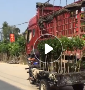 廣東芒果3--4公分普寧綠化芒果樹苗種植基地名貴風(fēng)景樹種類大樹苗