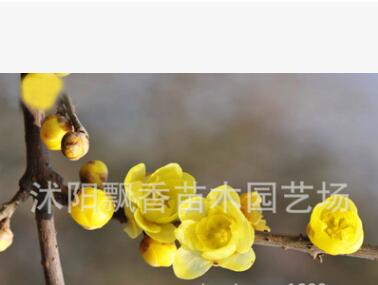 臘梅 嫁接臘梅花 蠟梅樹 臘梅小苗 高檔園林小區綠化苗木批發