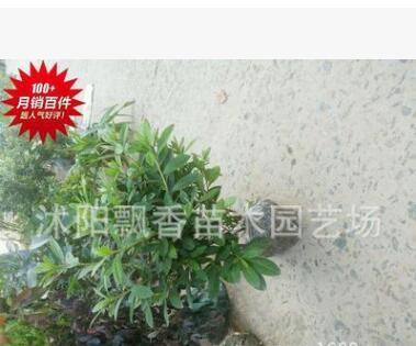 直銷 綠化苗木 毛娟苗木 毛娟種植 毛娟小苗毛娟 銷售毛杜娟