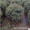 基地批發四季常青火棘球 各種規格小苗 別墅花園綠籬 室內盆栽