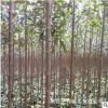苗圃直銷行道樹大葉女貞樹苗 規格齊全 四季長青不落葉 庭院別墅