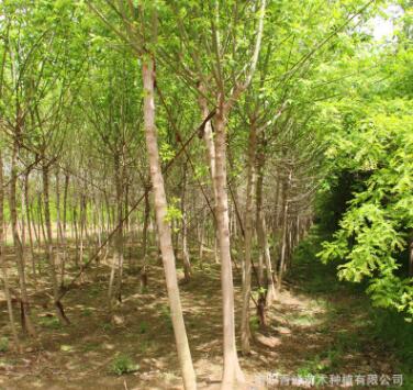 河南復葉槭/青竹復葉槭/量大從優