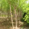河南復葉槭/青竹復葉槭/量大從優(yōu)