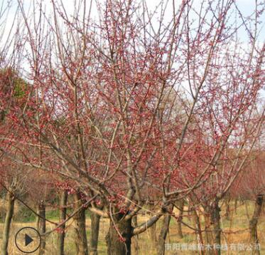 批發河南美人梅/園林綠化樹/農戶種植/量大從優