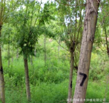 批發河南金絲柳/金絲垂柳/基地直銷