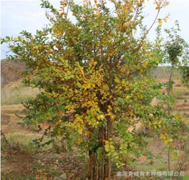 批發河南叢生百日紅/紫薇/園林苗木/工程綠化苗木/基地直銷