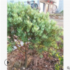 農(nóng)家提供 羅漢松小秧 杭州蕭山羅漢松 各種綠化工程 各種規(guī)格