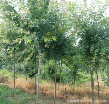 批發河南五角楓/地錦槭/色木槭/精品園林樹//工程綠化苗/基地直銷