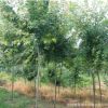 批發(fā)河南五角楓/地錦槭/色木槭/精品園林樹//工程綠化苗/基地直銷