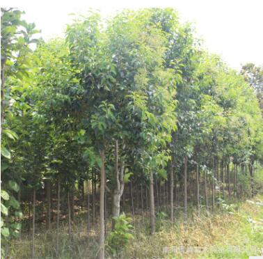 批發河南大葉女貞/大葉蠟樹/白蠟樹/蠟樹/工程綠化苗木/基地直銷