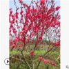 苗圃供應(yīng) 杭州蕭山基地直銷 花桃 各種規(guī)格 品種齊全 紅葉碧桃