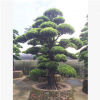 羅漢松 造型羅漢松 五針松 綠化