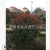 紅葉石楠 基地直銷 紅葉石楠球 石楠柱子 大杯 小杯 量大價格優(yōu)惠