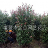 紅葉石楠柱 蕭山基地直銷 紅葉石楠大小杯 球 柱子 各種規(guī)格 批發(fā)
