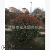 紅葉石楠球 基地直銷優(yōu)質(zhì) 紅葉石楠各種規(guī)格 綠化工程大量批發(fā)