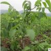 核桃樹苗 批發(fā)盆栽果樹苗嫁接8518紙皮核桃苗南北種植當年結(jié)果