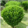 龍柏球 規格齊全 批發量大優惠 園林綠化 檜柏 塔柏 鋪地柏 地龍
