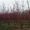 基地批發(fā)碧桃苗 紅葉碧桃苗彩色風景樹 工程用紅葉碧桃桃花樹苗