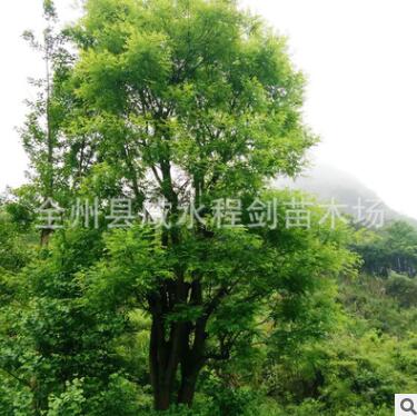 供應大型 國槐 批發供應國槐